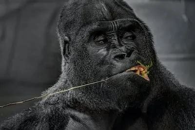 Exploring the Connection between Gorilla Dreams and Primal Instincts