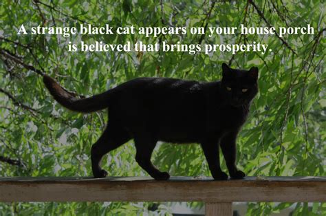 Exploring the Cultural Beliefs and Superstitions regarding Ebony Felines