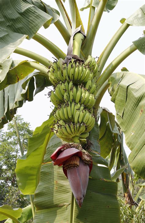 Exploring the Cultural Significance: Unveiling Symbolism Associated with Plantain Trees