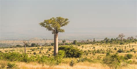 Exploring the Cultural Significance of Baobabs in Imaginative Realms