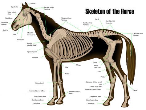 Exploring the Cultural Significance of the Enigmatic Dream Feed Stallion