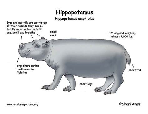 Exploring the Cultural Significance of the Hippo in Different Societies