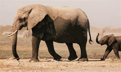 Exploring the Cultural and Historical Symbolism of Elephant Ears in Dreams