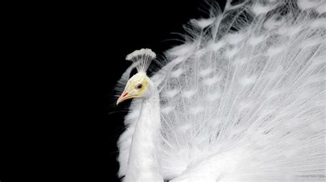 Exploring the Deeper Significance of the Spiritual Presence Brought by an Albino Feline Companion