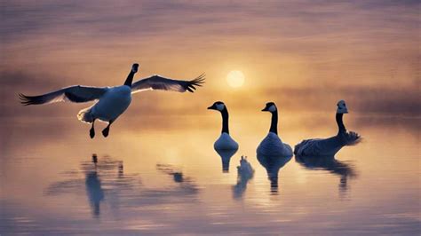 Exploring the Depths: Decoding the Interpretations of Dreaming About Soaring Geese