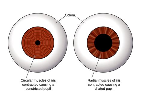 Exploring the Depths: The Meaning of Dilated Pupils in Dreams