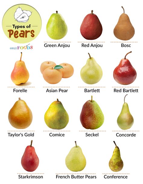 Exploring the Diverse World of Pear Varieties