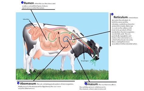 Exploring the Ecological Impact of Bovine Digestive System in Agriculture