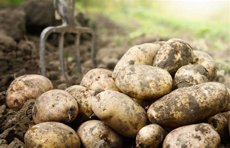 Exploring the Economic Impact of Potatoes in Ireland: From Farm to Table