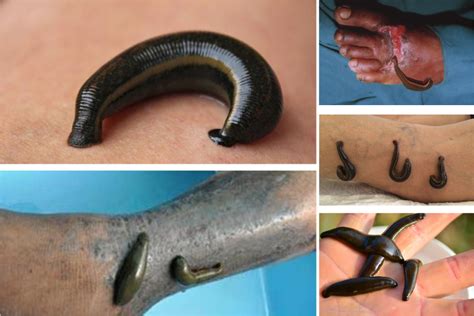 Exploring the Emotional Impact of Leeches Causing Sensations on Fingers