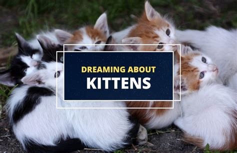 Exploring the Emotional Significance of Dreaming about Kittens