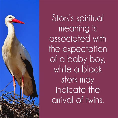 Exploring the Emotional Significance of a Baby Stork in Dream Symbolism