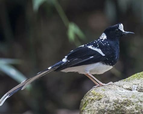 Exploring the Enchanting Beauty of Swift Spotted Felines