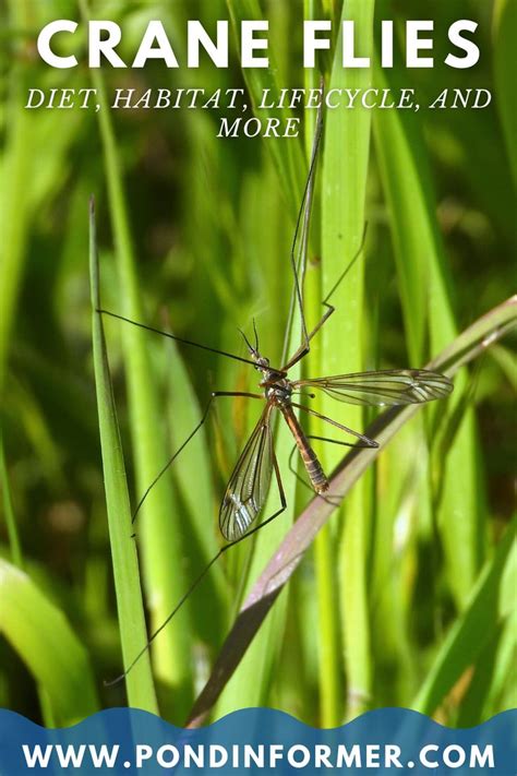 Exploring the Enchanting Bond: Crane Flies and Their Role in Ecosystem Sustainability