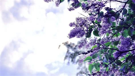 Exploring the Enchanting Dream Realm: Lilac Blooms in Reveries