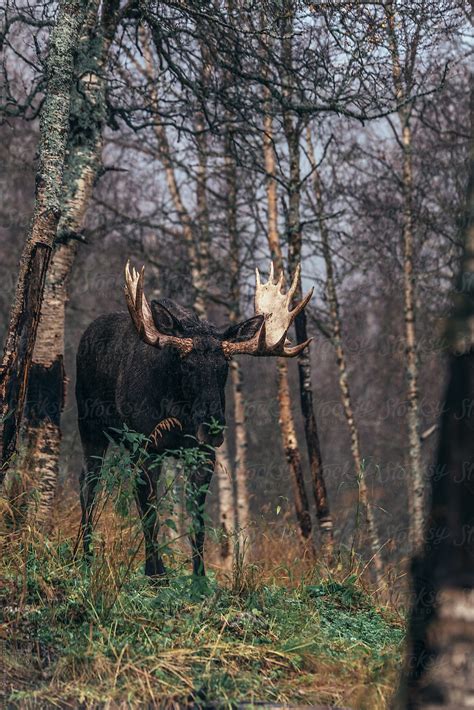 Exploring the Enigma: Pursuing the Mythical Ebony Moose