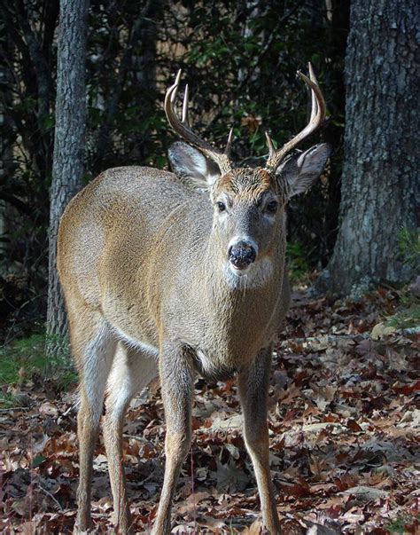 Exploring the Enigma of Fantasizing about Majestic Bucks