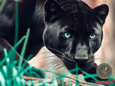 Exploring the Enigmatic Messages: Decoding the Symbolism of a Young Panther