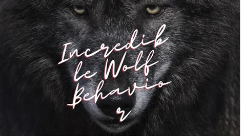 Exploring the Enigmatic World of Wolves