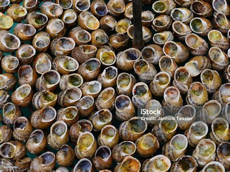 Exploring the Enriching Heritage of Snail Gastronomy