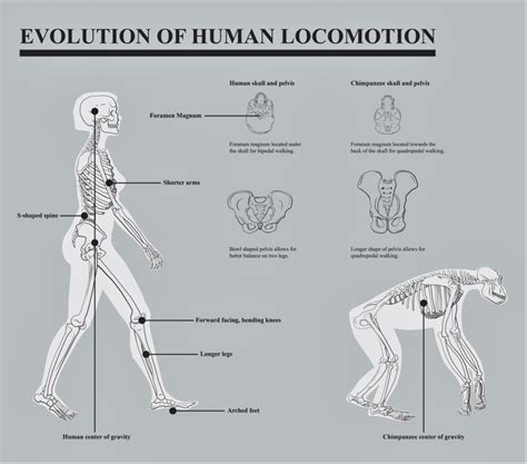 Exploring the Evolution of Human Locomotion