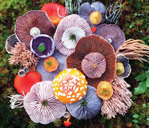 Exploring the Fascinating Assortment of Mushroom Species