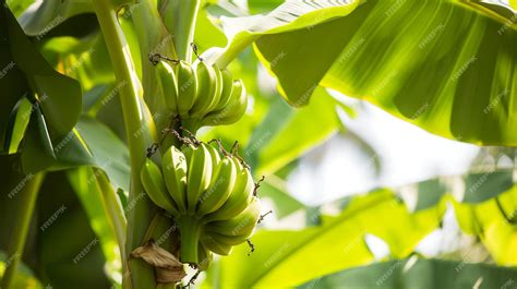 Exploring the Fascinating Diversity of Banana Species