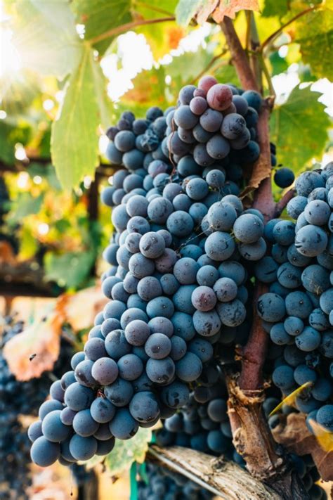 Exploring the Fascinating History of Grape Cultivation