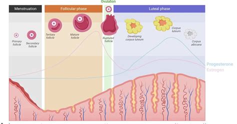 Exploring the Fundamentals of Fertility and Conception