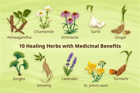 Exploring the Healing Properties of Blooms in Herbal Medicine