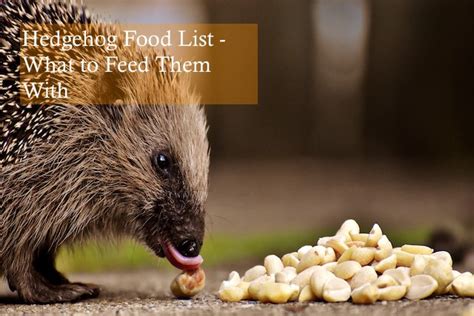 Exploring the Hedgehog Diet: Unveiling Their Culinary Preferences