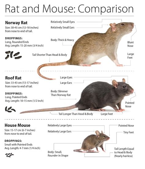 Exploring the Hidden Meanings of a Rodent Gnawing at Your Limb