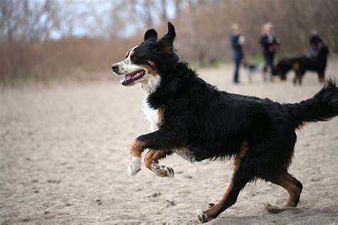 Exploring the Hidden Significance of a Tailless Canine