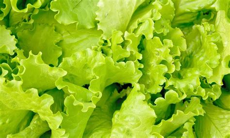 Exploring the Historical Significance of Lettuce