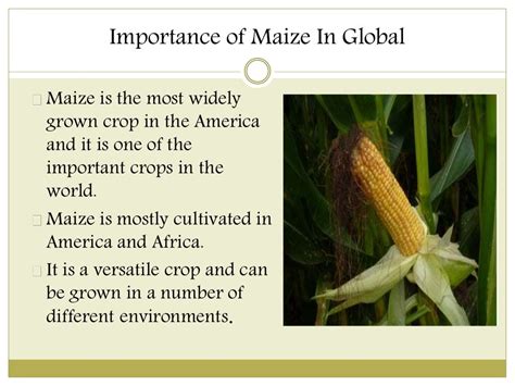 Exploring the Historical Significance of Maize in Society