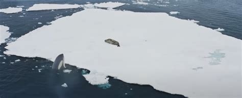 Exploring the Hunting Techniques Employed by Seals