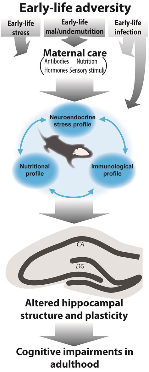 Exploring the Impact of Early Life Adversities on Dreams