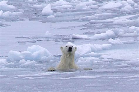 Exploring the Impact of Technology on Polar Bear Research