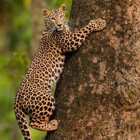 Exploring the Implications of Leopard Bites as an Indicator of Imminent Transformations