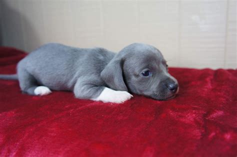 Exploring the Importance of Dreaming About a Gray Puppy