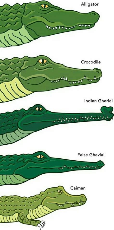 Exploring the Intricate Connection Between Alligators and Personal Empowerment