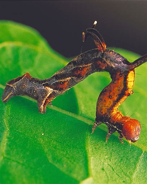 Exploring the Intricate Connection Between Caterpillars and Plants