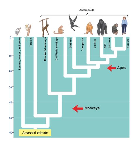 Exploring the Intricate Relationship Between Deceased Primates and the Subliminal Psyche