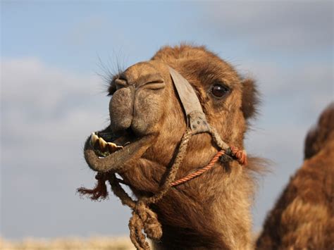 Exploring the Intriguing Interpretations of Experiencing a Camel's Bite