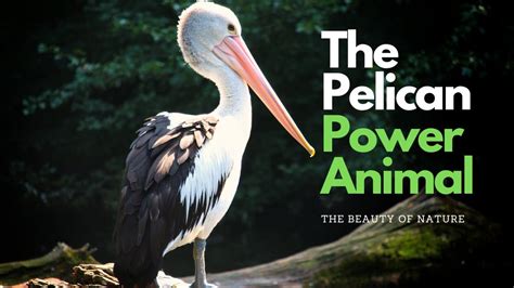 Exploring the Intriguing Significance and Symbolism Behind the Enigmatic Dark Pelican