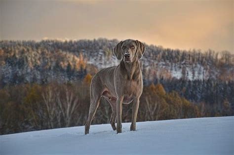 Exploring the Intriguing World of Canine Dreams