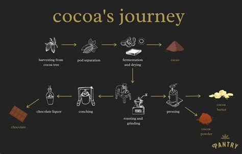 Exploring the Journey of Cocoa Beans and the Evolution of Chocolate