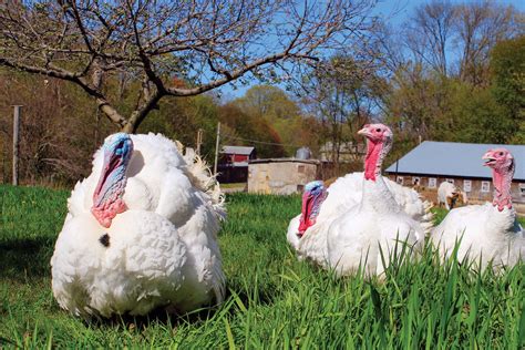 Exploring the Journey of Turkey: From Farm to Table