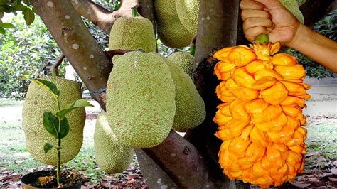 Exploring the Life Cycle: Unfolding the Growth and Harvesting of the Versatile Jackfruit