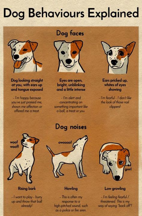 Exploring the Linguistic Aptitude of Canines